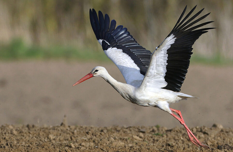 Quend-Plage-les-pins , parcelle de terrain à bâtir de 2200 m2 .