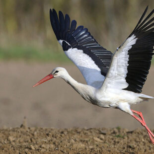 Quend-Plage-les-pins , parcelle de terrain à batir de  570 m2 .