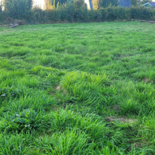 Terrain Hergnies 954 m2