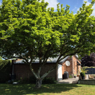 Maison à l’orée de la forêt