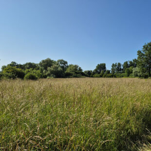 Rang Du Fliers , terrain à bâtir de plus d’1 hectare !!