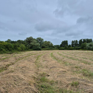 Rang Du Fliers , terrain à bâtir de plus d’1 hectare !!