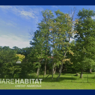 Terrain Cucq 1500 m2